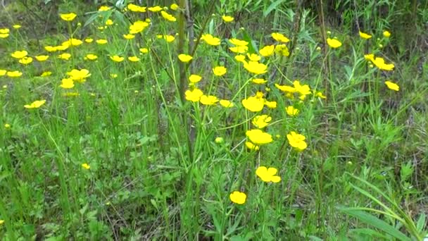 Bushes Flowering Buttercup Taiga Spring — Stock Video