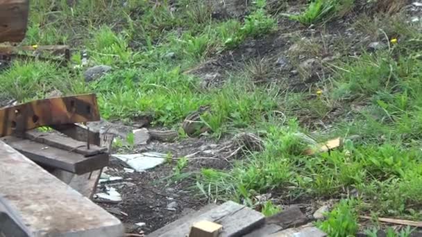 Chipmunk Běhá Trávě Hledá Jídlo Tamias Rod Chipmunků Kmene Marmotini — Stock video