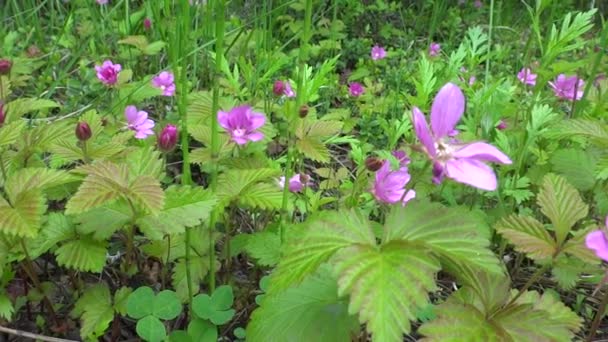 Arctische Framboos Arctic Bramble Een Brambel Uit Rozenfamilie Bramble — Stockvideo