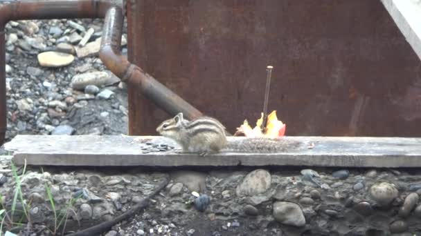 花栗鼠在木板和管子的后面吃种子 — 图库视频影像