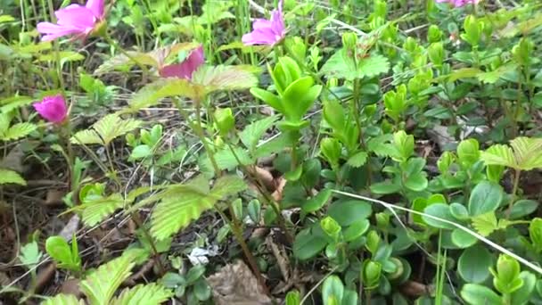 Kuzey Kutup Böğürtlen Arctic Bramble Kuzey Yarımküre Kuzey Yarımküre Bulunan — Stok video