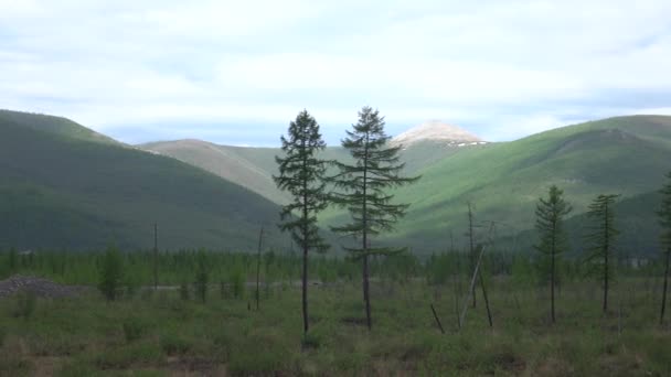 Болотистая Местность Тайге Якутии Одинокие Лиственницы Фоне Далеких Холмов — стоковое видео