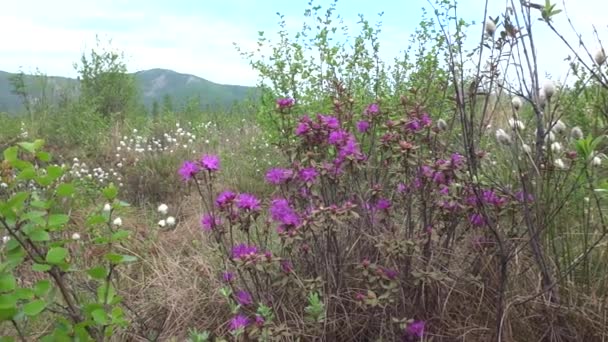 Moerasgebied Taiga Yakutia Bloeiende Rododendron — Stockvideo