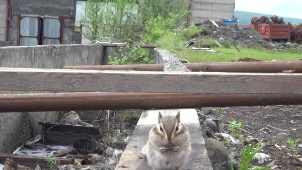 花栗鼠在木板和管子的后面吃种子 — 图库视频影像