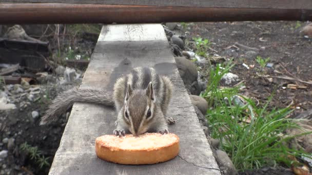 Wiewiórka Żucie Suchego Chleba — Wideo stockowe