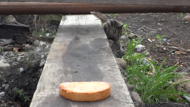 Streifenhörnchen Kauen Auf Trockenem Brot — Stockvideo