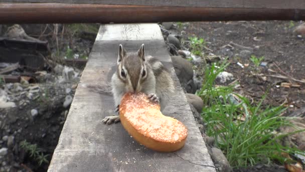 Streifenhörnchen Kauen Auf Trockenem Brot — Stockvideo