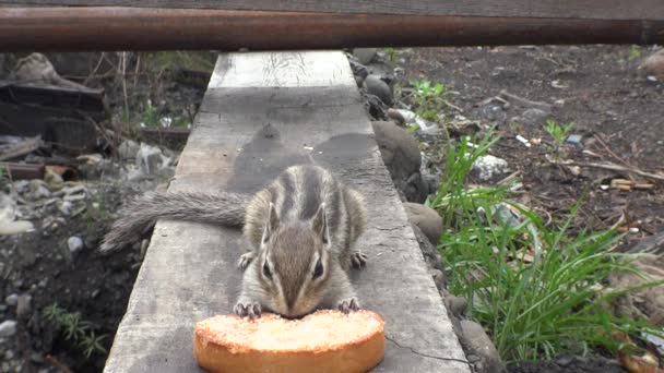 Chipmunk Tuggar Torrt Bröd — Stockvideo