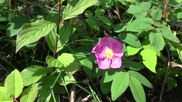 Fleur de églantier balançant dans le vent, mouches volent et insectes craquent 