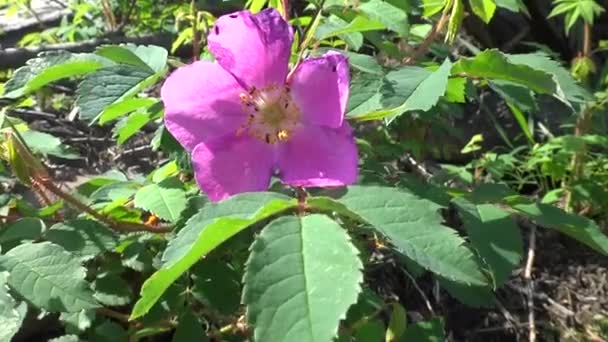 Flor Rosa Mosqueta Balancea Viento Las Moscas Vuelan Los Insectos — Vídeo de stock