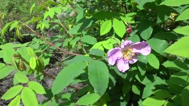 Flor Rosa Mosqueta Balancea Viento Las Moscas Vuelan Los Insectos — Vídeos de Stock