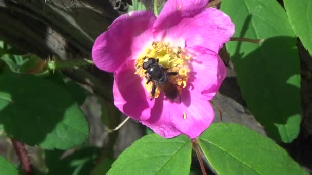 Mosca Negra Sobre Una Flor Rosa Silvestre — Vídeo de stock