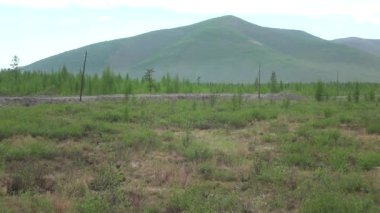 Yakutia 'daki taygada bataklık bir bölge. Uzak tepelerin arka planında tek bir tarla ağacı