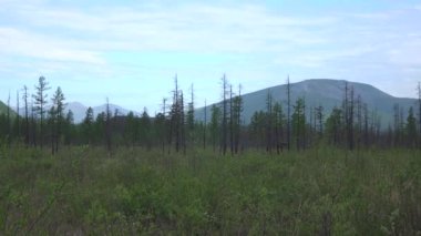 Yakutia 'daki taygada bataklık bir bölge. Uzak tepelerin arka planında tek bir tarla ağacı
