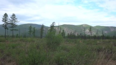 Yakutia 'daki taygada bataklık bir bölge. Uzak tepelerin arka planında tek bir tarla ağacı