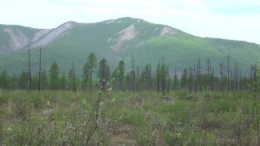 Yakutia 'daki taygada bataklık bir bölge. Uzak tepelerin arka planında tek bir tarla ağacı