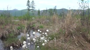 Yakutia 'daki taygada bataklık bir bölge. Uzak tepelerin arka planında tek bir tarla ağacı