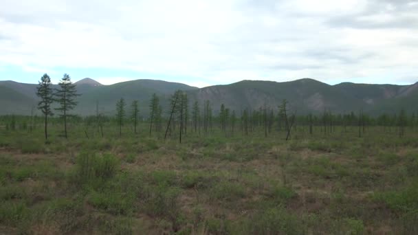 Bažinatá Oblast Tajze Yakutii Jednoduché Modřínové Stromy Pozadí Vzdálených Kopců — Stock video
