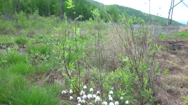 Swampy Area Taiga Yakutia Single Larch Trees Background Distant Hills — 비디오