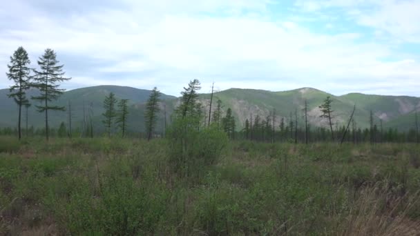 Moerasgebied Taiga Yakutia Single Lariks Bomen Achtergrond Van Verre Heuvels — Stockvideo
