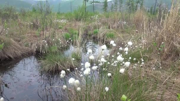 Moerasgebied Taiga Yakutia Single Lariks Bomen Achtergrond Van Verre Heuvels — Stockvideo