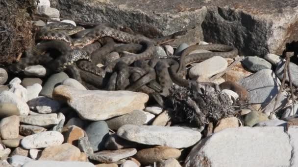Φίδια Ξεκινούν Την Ανοιξιάτικη Περίοδο Ζευγαρώματος Πολλά Φίδια Συγκεντρώνονται Στο — Αρχείο Βίντεο