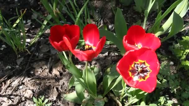 Close Van Rode Tulpen Bloeien Lente Zon — Stockvideo