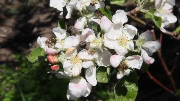 Bin Flyger Över Blommande Äppelträd Blommor Stark Vind — Stockvideo