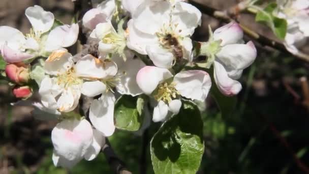 Arılar Çiçek Açan Elma Ağaçlarının Üzerinde Uçarlar Güçlü Bir Rüzgar — Stok video