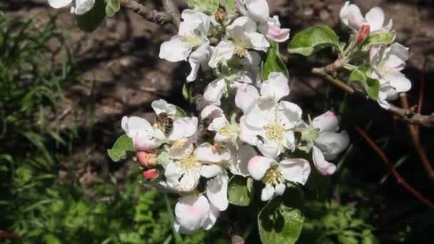 Abelhas Voam Sobre Flores Macieiras Florescentes Vento Forte — Vídeo de Stock