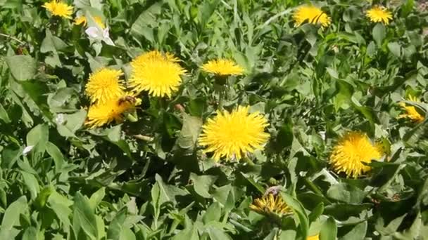 Abeja Miel Trabajo Flores Diente León — Vídeos de Stock