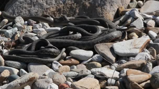 Les Serpents Commencent Accoupler Printemps Beaucoup Serpents Rassemblent Dans Enchevêtrement — Video