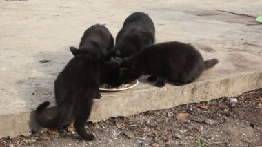 Birkaç siyah kedi tabaktan yemek yiyor..