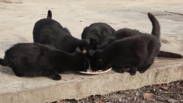 Unos Cuantos Gatos Negros Comiendo Plato — Vídeo de stock