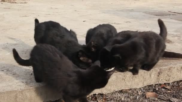 Unos Cuantos Gatos Negros Comiendo Plato — Vídeo de stock