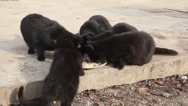 Μερικές Μαύρες Γάτες Τρώνε Από Ένα Πιάτο — Αρχείο Βίντεο