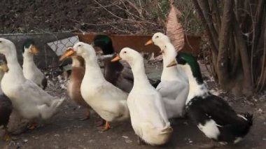 Et için ördek çiftliği. Küçük bir çiftlik. Çiftlikteki beyaz ve benekli ördekler.