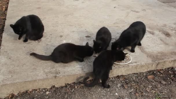 Μερικές Μαύρες Γάτες Τρώνε Από Ένα Πιάτο — Αρχείο Βίντεο
