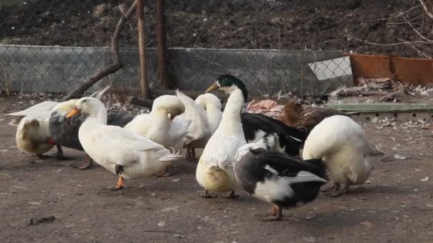 Cría Patos Para Carne Una Pequeña Granja Patos Blancos Moteados — Vídeos de Stock