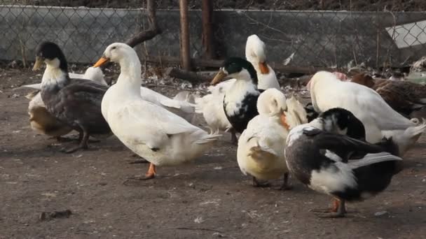 Kacsatermesztés Húsért Egy Kis Farm Fehér Foltos Kacsák Gazdaságban — Stock videók