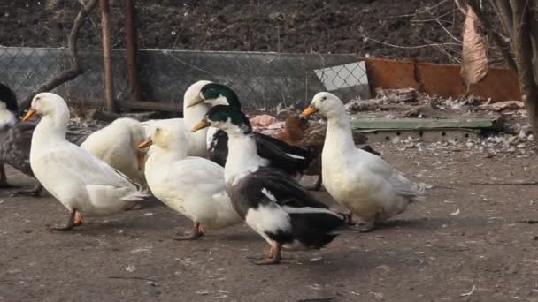 Için Ördek Çiftliği Küçük Bir Çiftlik Çiftlikteki Beyaz Benekli Ördekler — Stok video