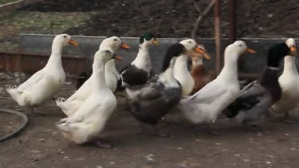 养鸭以换肉 一个小农场 农场里的白鸭和斑斑鸭 — 图库视频影像