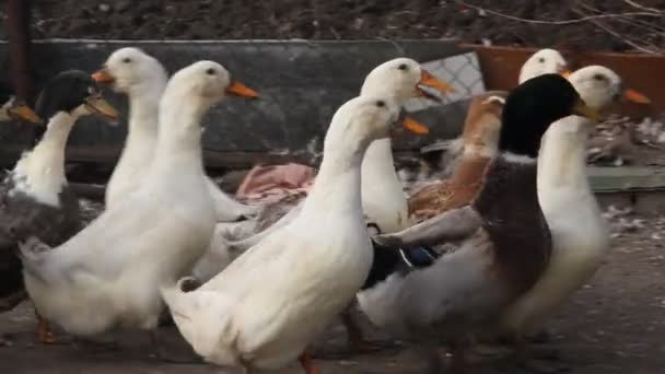 Kacsatermesztés Húsért Egy Kis Farm Fehér Foltos Kacsák Gazdaságban — Stock videók