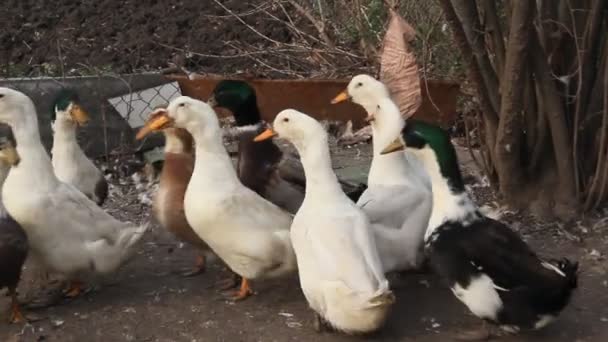 Élevage Canards Pour Viande Une Petite Ferme Canards Blancs Marbrés — Video