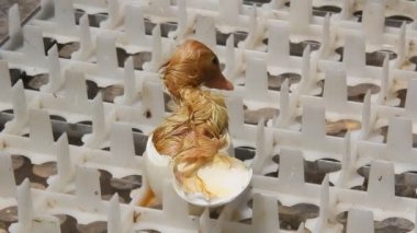 Onun yumurta dışarı geliyor sarı ördek yenidoğan