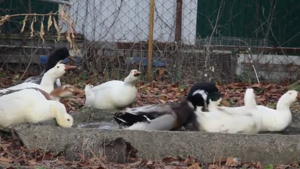 Cría Patos Para Carne Una Pequeña Granja Patos Blancos Moteados — Vídeos de Stock