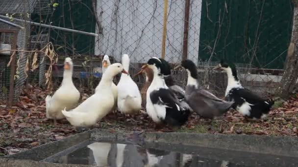 Cría Patos Para Carne Una Pequeña Granja Patos Blancos Moteados — Vídeos de Stock