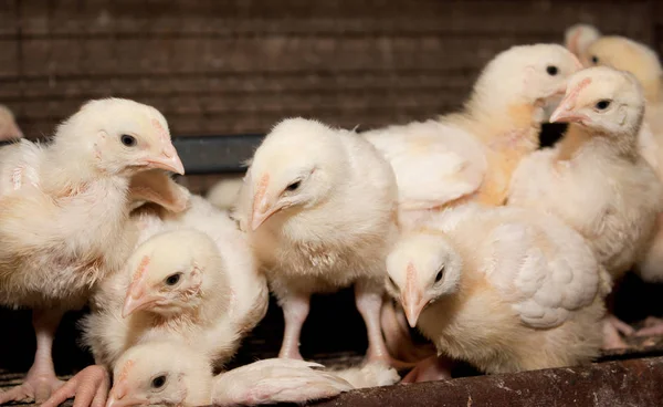 Κοτόπουλα Κρεατοπαραγωγής Ένα Κλουβί Στο Αγρόκτημα Πουλερικών Βιομηχανικής Παραγωγής Λευκού — Φωτογραφία Αρχείου
