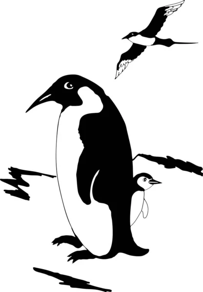 Emperor Penguin Chick Skua Long Tailed Black White Drawing — Stok Vektör