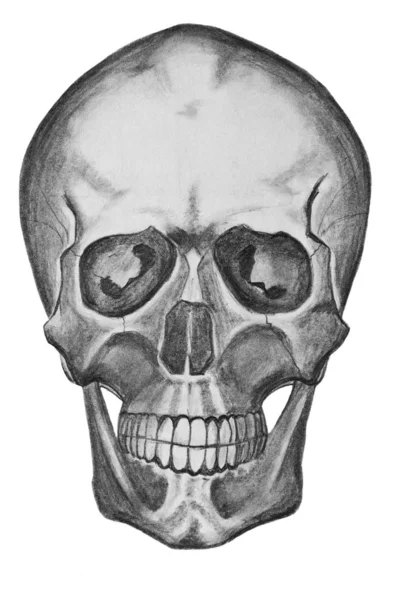 白い背景の頭蓋骨 鉛筆画 — ストック写真